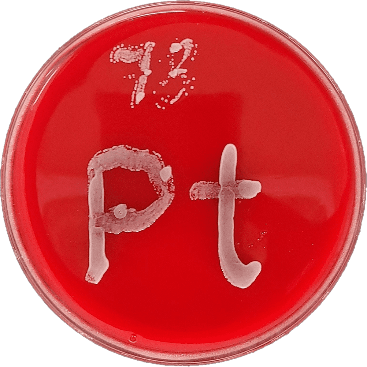 Petri dish with red agar on which a fungal strand in the shape of the element symbol for platinum (Pt) is growing.