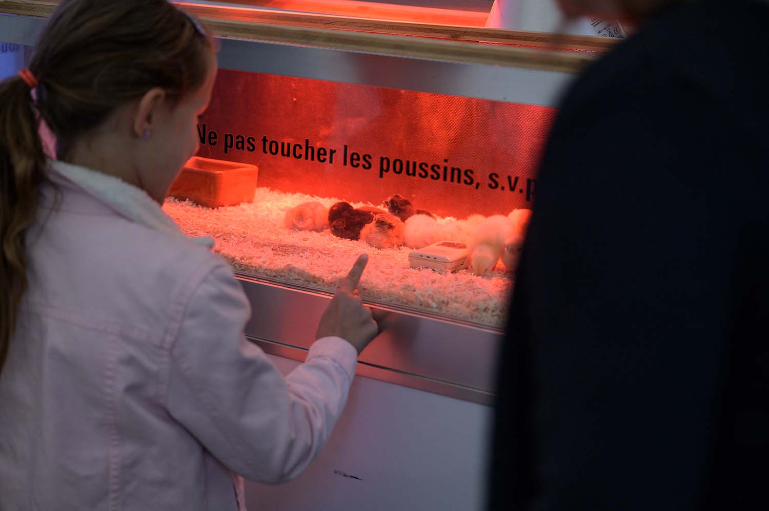 Kind schaut Küken in Käfig an