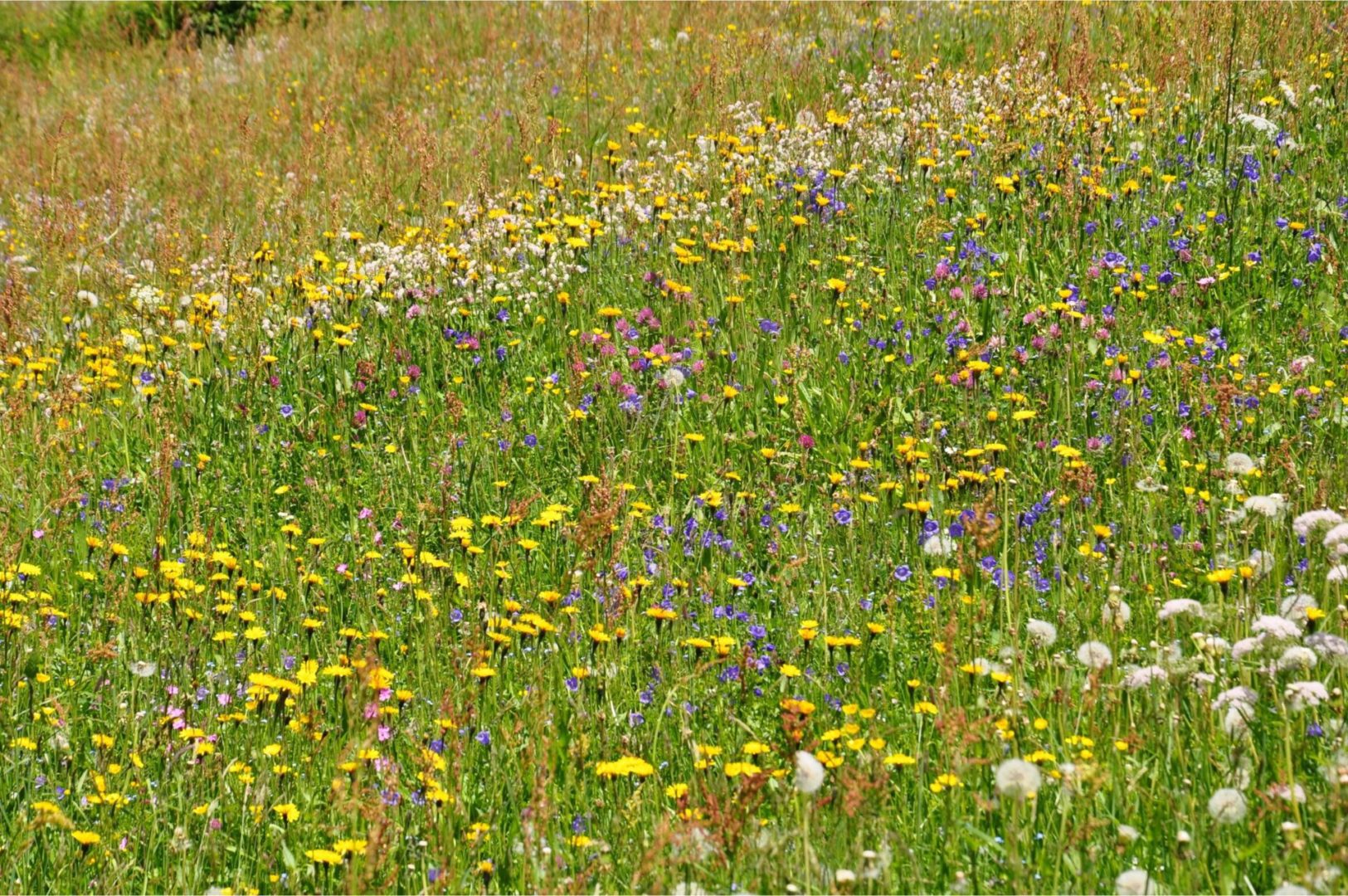 The emergence of alpine farming led to an increase in plant diversity in the Swiss Alps.