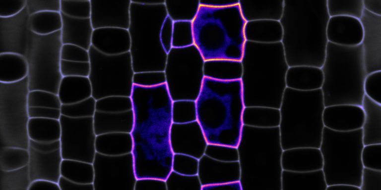 One of the two "compass proteins" (POLAR, in pink) orients future cell division. The cell outlines on the developing leaf are shown in grey. © zvg